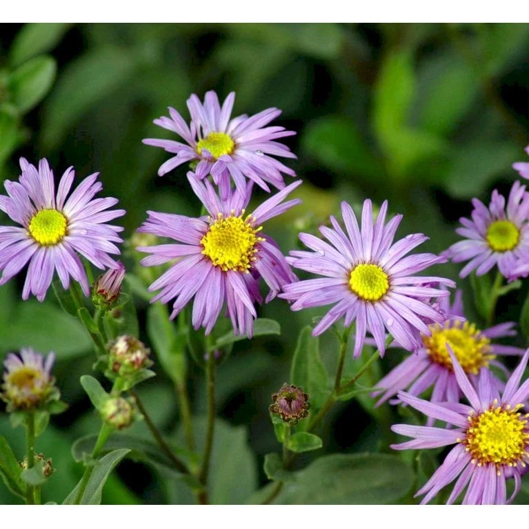 Amellusasters 'Mira' Aster Amellus 'Mira' 1 Liter Potte 5 Amellusasters 'Mira' Aster Amellus 'Mira' 1 Liter Potte - Image 3