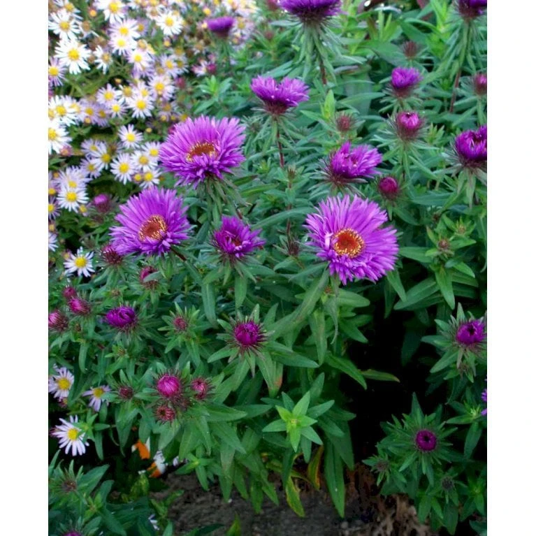 Høstasters 'Purple Dome' Aster Novae-angliae 'Purple Dome' 1 Liter Potte 5 Høstasters 'Purple Dome' Aster Novae-angliae 'Purple Dome' 1 Liter Potte - Image 3