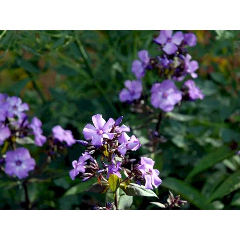 Høstfloks 'Blue Paradise' Phlox Paniculata 'Blue Paradise' 1 Liter Potte 7 Høstfloks 'Blue Paradise' Phlox Paniculata 'Blue Paradise' 1 Liter Potte - Image 5