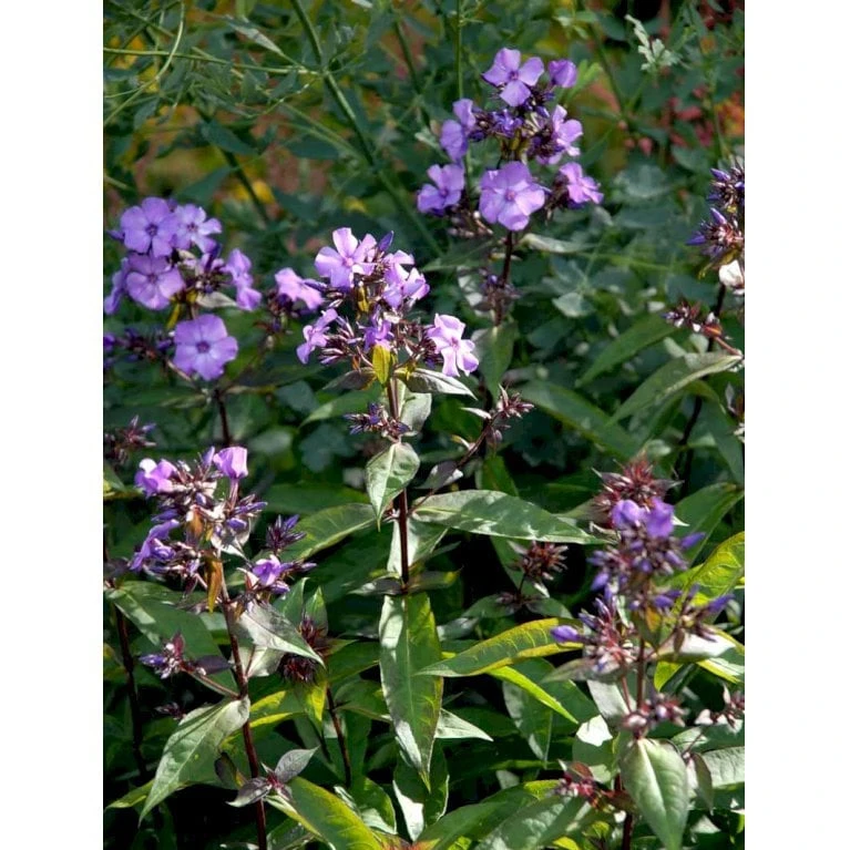 Høstfloks 'Blue Paradise' Phlox Paniculata 'Blue Paradise' 1 Liter Potte 6 Høstfloks 'Blue Paradise' Phlox Paniculata 'Blue Paradise' 1 Liter Potte - Image 4