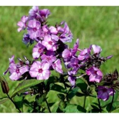 Høstfloks 'Blue Paradise' Phlox Paniculata 'Blue Paradise' 1 Liter Potte 9 Høstfloks 'Blue Paradise' Phlox Paniculata 'Blue Paradise' 1 Liter Potte -Planter Salgsbutik mi3222 phlox paniculata blue paradise bce3