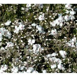 Lyngfloks 'Amazing Grace' Phlox Subulata 'Amazing Grace' 10 Cm. Potte
