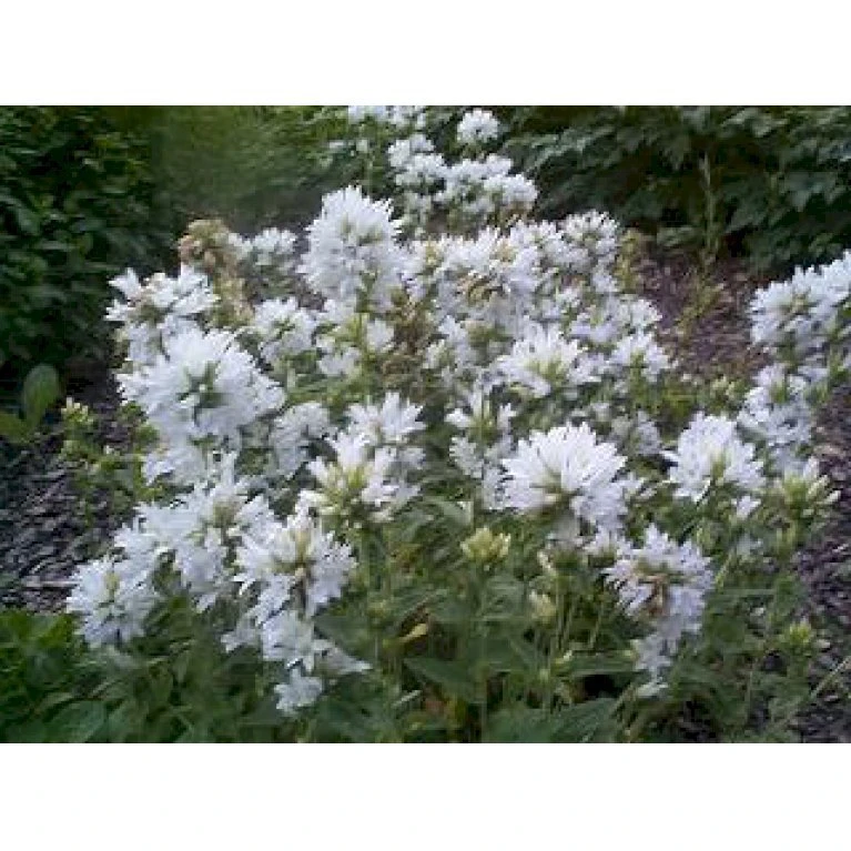 Nøgleklokke 'Schneekrone' Campanula Glomerata 'Schneekrone' 1 Liter Potte 5 Nøgleklokke 'Schneekrone' Campanula Glomerata 'Schneekrone' 1 Liter Potte - Image 3
