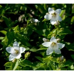 Mælkeklokke 'White Pouffe' Campanula Lactiflora 'White Pouffe' 1 Liter Potte