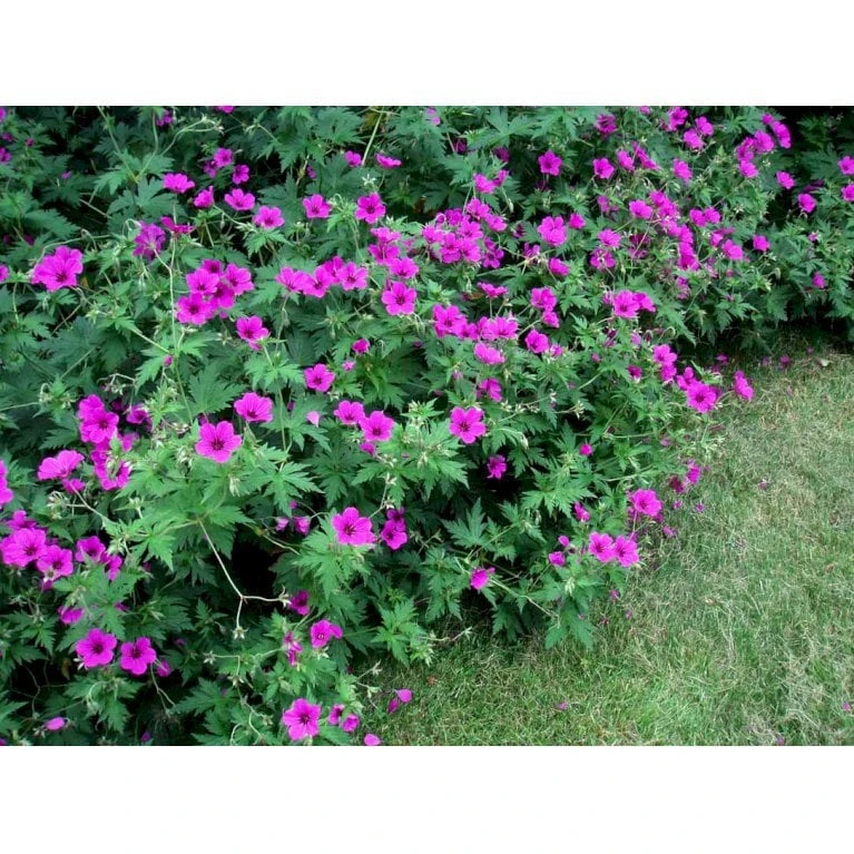 Storkenæb 'Patricia' Geranium Hybrid 'Patricia' 1 Liter Potte 5 Storkenæb 'Patricia' Geranium Hybrid 'Patricia' 1 Liter Potte - Image 3