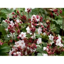 Storrodet Storkenæb 'Album' Geranium Macrorrhizum 'Album' 10 Cm Potte