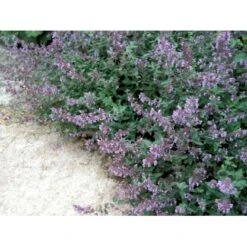 Blåkant 'Walker's Low' Nepeta Faassenii 'Walker's Low' 1 Liter Potte 15 Blåkant 'Walker's Low' Nepeta Faassenii 'Walker's Low' 1 Liter Potte -Planter Salgsbutik mi3305 nepeta walker s low ab80