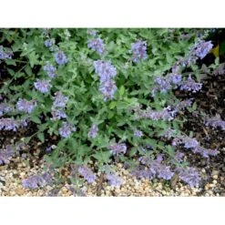 Blåkant 'Walker's Low' Nepeta Faassenii 'Walker's Low' 1 Liter Potte 13 Blåkant 'Walker's Low' Nepeta Faassenii 'Walker's Low' 1 Liter Potte -Planter Salgsbutik mi3305 nepeta walker s low b56a