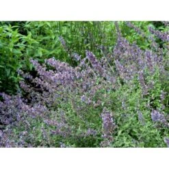 Blåkant 'Walker's Low' Nepeta Faassenii 'Walker's Low' 1 Liter Potte 14 Blåkant 'Walker's Low' Nepeta Faassenii 'Walker's Low' 1 Liter Potte -Planter Salgsbutik mi3305 nepeta walker s low d57d