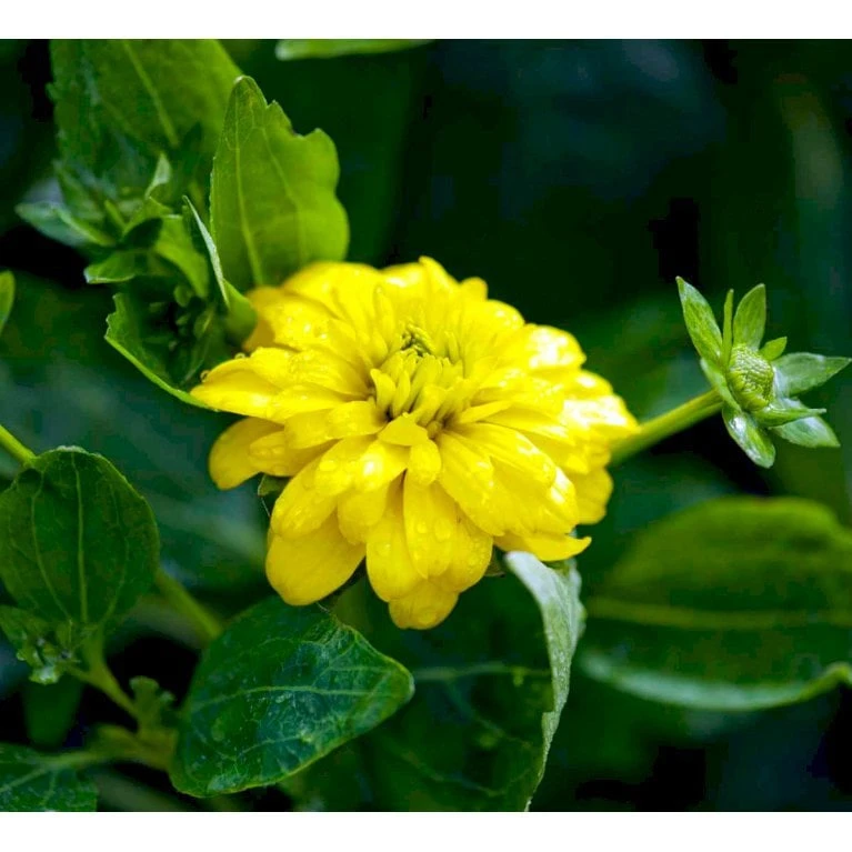 Solhat 'Goldquelle' Rudbeckia Laciniata 'Goldquelle' 1 Liter Potte 5 Solhat 'Goldquelle' Rudbeckia Laciniata 'Goldquelle' 1 Liter Potte - Image 3