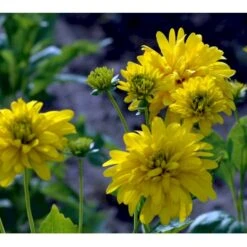 Solhat 'Goldquelle' Rudbeckia Laciniata 'Goldquelle' 1 Liter Potte 10 Solhat 'Goldquelle' Rudbeckia Laciniata 'Goldquelle' 1 Liter Potte -Planter Salgsbutik mi3306 rudbeckia laciniata goldquelle c4d0