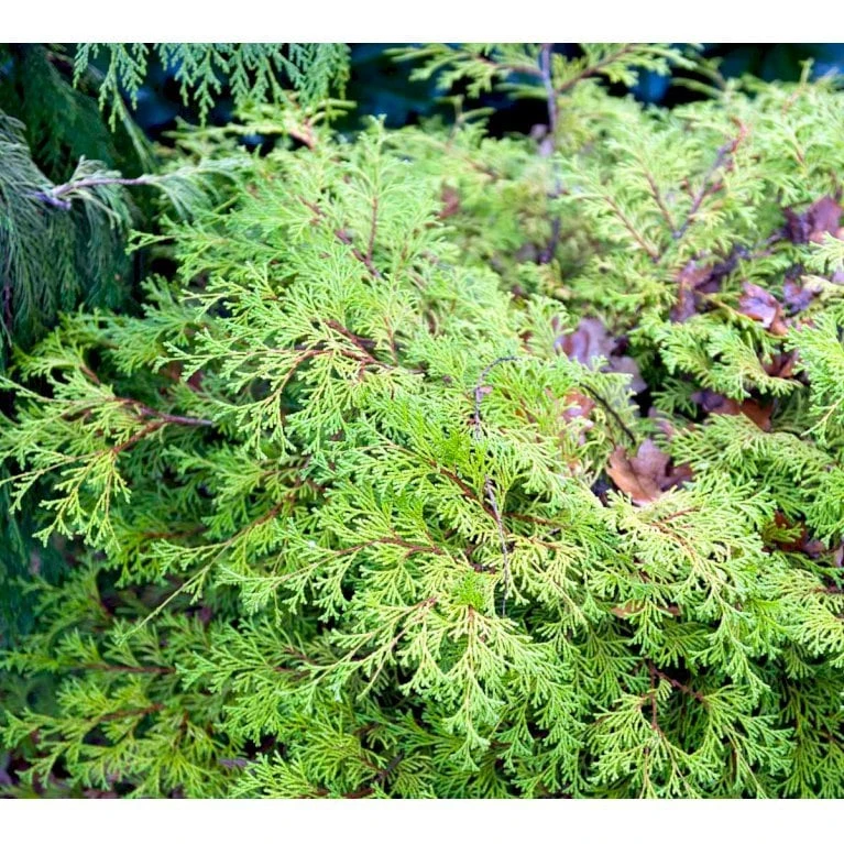 Solcypres 'Kamarachiba' Chamaecyparis Obtusa 'Kamarachiba' Potte 3,0 Liter,- 25-30 Cm. 7 Solcypres 'Kamarachiba' Chamaecyparis Obtusa 'Kamarachiba' Potte 3,0 Liter,- 25-30 Cm. - Image 5