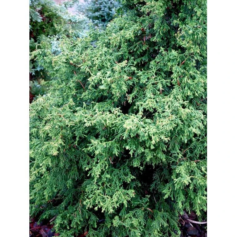Solcypres 'Tsatsumi' Chamaecyparis Obtusa 'Tsatsumi' Potte 2,0 Liter,- 25-30 Cm. 3 Solcypres 'Tsatsumi' Chamaecyparis Obtusa 'Tsatsumi' Potte 2,0 Liter,- 25-30 Cm.