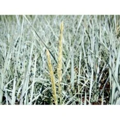 Marehalm Leymus Arenarius 10 Cm. Potte 8 Marehalm Leymus Arenarius 10 Cm. Potte -Planter Salgsbutik mi3511 leymus arenarius d1bf