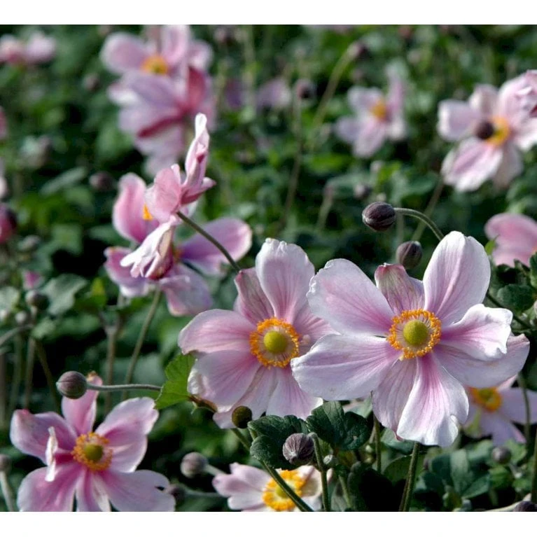 Høstanemone 'Königin Charlotte' Anemone Japonica 'Königin Charlotte' 1 Liter Potte 3 Høstanemone 'Königin Charlotte' Anemone Japonica 'Königin Charlotte' 1 Liter Potte