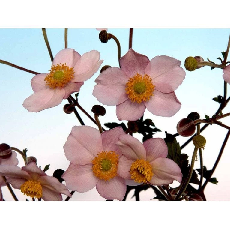 Høstanemone 'Königin Charlotte' Anemone Japonica 'Königin Charlotte' 1 Liter Potte 7 Høstanemone 'Königin Charlotte' Anemone Japonica 'Königin Charlotte' 1 Liter Potte - Image 5