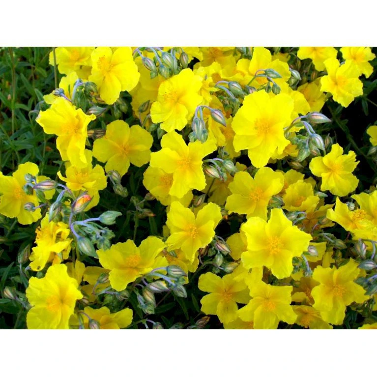 Soløje 'Golden Queen' Helianthemum Hybrid 'Golden Queen' 10 Cm. Potte 3 Soløje 'Golden Queen' Helianthemum Hybrid 'Golden Queen' 10 Cm. Potte