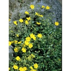 Soløje 'Golden Queen' Helianthemum Hybrid 'Golden Queen' 10 Cm. Potte 7 Soløje 'Golden Queen' Helianthemum Hybrid 'Golden Queen' 10 Cm. Potte -Planter Salgsbutik mi3698 helianthemum golden queen cf5b