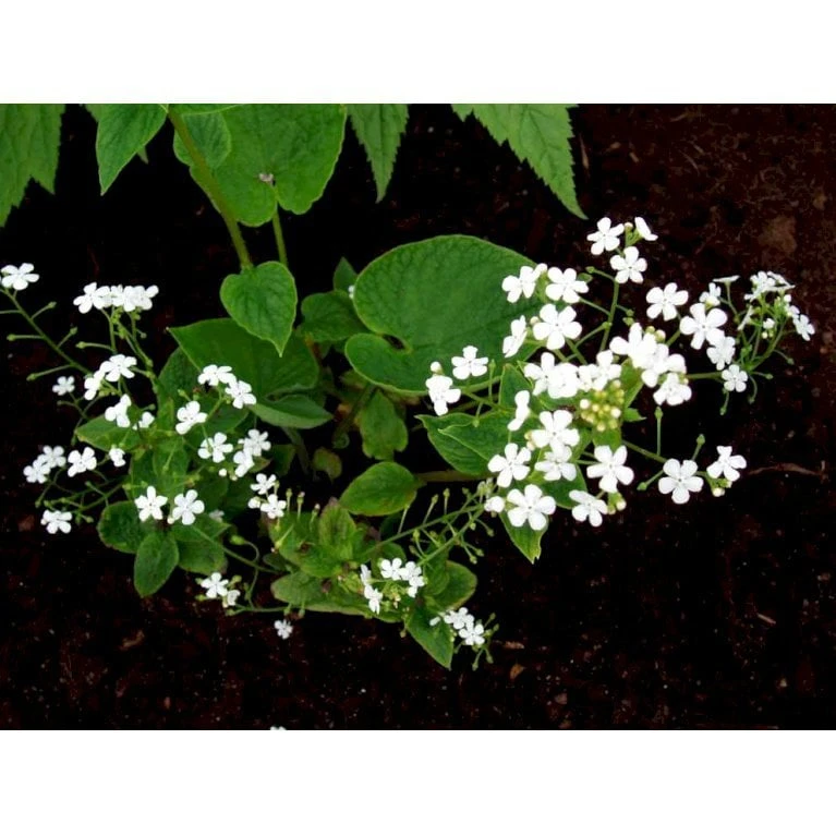 Kærmindesøster 'Betty Bowring' Brunnera Macrophylla 'Betty Bowring' 1 Liter Potte 6 Kærmindesøster 'Betty Bowring' Brunnera Macrophylla 'Betty Bowring' 1 Liter Potte - Image 4