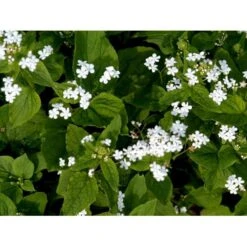 Kærmindesøster 'Betty Bowring' Brunnera Macrophylla 'Betty Bowring' 1 Liter Potte 11 Kærmindesøster 'Betty Bowring' Brunnera Macrophylla 'Betty Bowring' 1 Liter Potte -Planter Salgsbutik mi375 brunnera macrophylla betty bowring a666