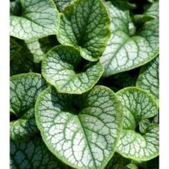 Kærmindesøster 'Jack Frost' Brunnera Macrophylla 'Jack Frost' 1 Liter Potte 8 Kærmindesøster 'Jack Frost' Brunnera Macrophylla 'Jack Frost' 1 Liter Potte -Planter Salgsbutik mi376 brunnera macrophylla jack frost 38e5