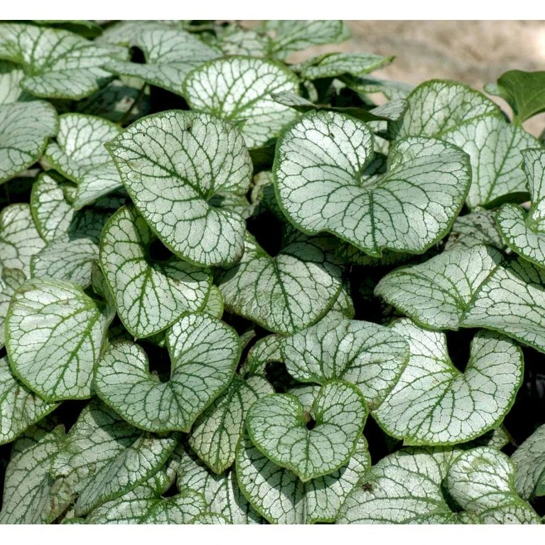 Kærmindesøster 'Jack Frost' Brunnera Macrophylla 'Jack Frost' 1 Liter Potte 6 Kærmindesøster 'Jack Frost' Brunnera Macrophylla 'Jack Frost' 1 Liter Potte - Image 4