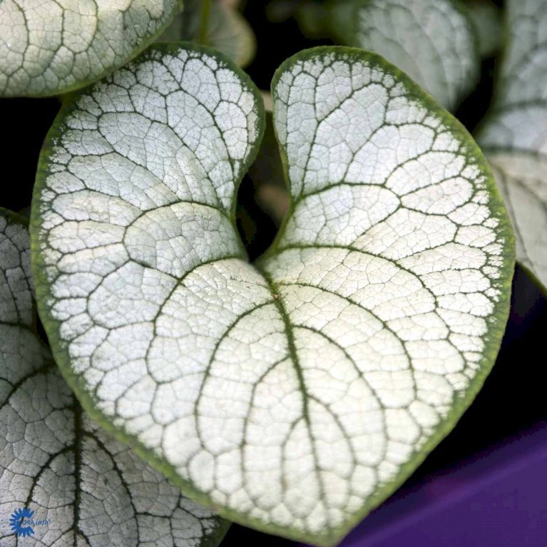 Kærmindesøster 'Jack Of Diamonds' Brunnera Macrophylla 'Jack Of Diamonds' 1 Liter Potte 3 Kærmindesøster 'Jack Of Diamonds' Brunnera Macrophylla 'Jack Of Diamonds' 1 Liter Potte