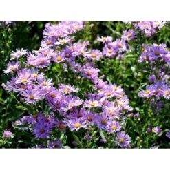 Amellusasters 'Lady Hindlip' Aster Amellus 'Lady Hindlip' 1 Liter Potte