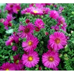 Pudeasters 'Starlight' Aster Dumosus 'Starlight' 1 Liter Potte