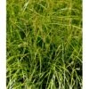 Palmebladsstar Carex Muskingumensis 1 Liter Potte 1 Palmebladsstar Carex Muskingumensis 1 Liter Potte -Planter Salgsbutik mi3837 carex muskingumensis 17cc