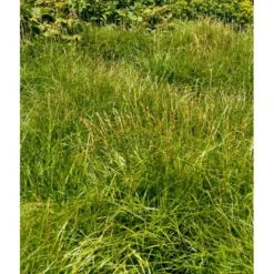 Palmebladsstar Carex Muskingumensis 1 Liter Potte -Planter Salgsbutik mi3837 carex muskingumensis a404