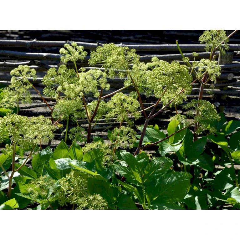 Kvan Angelica Archangelica 1 Liter Potte 5 Kvan Angelica Archangelica 1 Liter Potte - Image 3