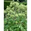 Kvan Angelica Archangelica 1 Liter Potte 1 Kvan Angelica Archangelica 1 Liter Potte -Planter Salgsbutik mi3850 angelica archangelica d68f