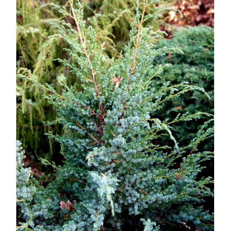 Kinesisk Enebær 'Blue Alps' Juniperus Chinensis 'Blue Alps' Potte 7,5 Liter 40-60 Cm. 4 Kinesisk Enebær 'Blue Alps' Juniperus Chinensis 'Blue Alps' Potte 7,5 Liter 40-60 Cm. - Image 2