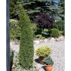 Almindelig Enebær 'Arnold' Juniperus Communis 'Arnold' Potte 2,0 Liter,- 40-60 Cm.