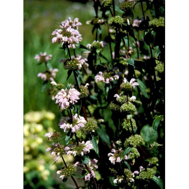 Knoldet Løvehale Phlomis Tuberosa 1 Liter Potte 3 Knoldet Løvehale Phlomis Tuberosa 1 Liter Potte