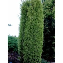 Planter Salgsbutik 35 Almindelig Enebær 'Gold Cone' Juniperus Communis 'Gold Cone' Potte 2,0 Liter,- 30-40 Cm.