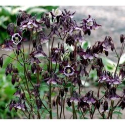 Akeleje 'William Guiness' Aquilegia Vulgaris 'William Guiness' 1 Liter Potte