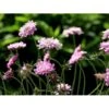 Due-Skabiosa 'Pink Mist' Scabiosa Columbaria 'Pink Mist' 1 Liter Potte 1 Due-Skabiosa 'Pink Mist' Scabiosa Columbaria 'Pink Mist' 1 Liter Potte -Planter Salgsbutik mi4249 scabiosa columbaria pink mist 05f3