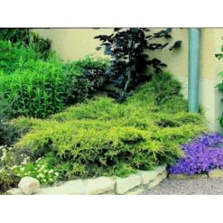 Kinesisk Enebær 'Old Gold' Juniperus Chinensis 'Old Gold' Potte 2,0 Liter,- 20-25 Cm. 12 Kinesisk Enebær 'Old Gold' Juniperus Chinensis 'Old Gold' Potte 2,0 Liter,- 20-25 Cm. -Planter Salgsbutik mi4288 juniperus chinensis old gold 4a5f