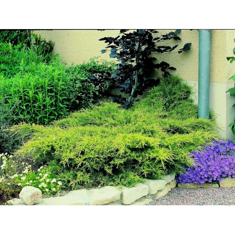 Kinesisk Enebær 'Old Gold' Juniperus Chinensis 'Old Gold' Potte 2,0 Liter,- 20-25 Cm. 7 Kinesisk Enebær 'Old Gold' Juniperus Chinensis 'Old Gold' Potte 2,0 Liter,- 20-25 Cm. - Image 5