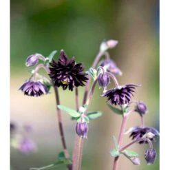 Akeleje Aquilegia Vulg. 'Black Barlow' 1 Liter Potte