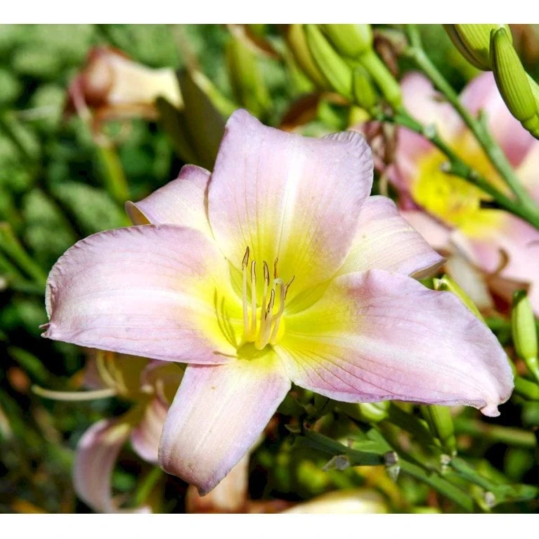 Daglilje 'Catherine Woodbury' Hemerocallis Hybrid 'Catherine Woodbury' Potte 2 Liter. 3 Daglilje 'Catherine Woodbury' Hemerocallis Hybrid 'Catherine Woodbury' Potte 2 Liter.