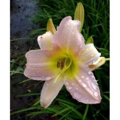 Daglilje 'Catherine Woodbury' Hemerocallis Hybrid 'Catherine Woodbury' Potte 2 Liter. 10 Daglilje 'Catherine Woodbury' Hemerocallis Hybrid 'Catherine Woodbury' Potte 2 Liter. -Planter Salgsbutik mi4407 hemerocallis hybrid catherine woodbury 9976