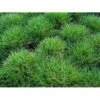 Bjørnegræs Festuca Gautieri (scoparia) 1 Liter Potte 1 Bjørnegræs Festuca Gautieri (scoparia) 1 Liter Potte -Planter Salgsbutik mi4514 festuca gautieri 5890