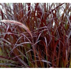 Lampepudsergræs 'Rubrum' Pennisetum Advena 'Rubrum' Potte 2 Liter. 11 Lampepudsergræs 'Rubrum' Pennisetum Advena 'Rubrum' Potte 2 Liter. -Planter Salgsbutik mi4518 pennisetum setaceum rubrum 704e