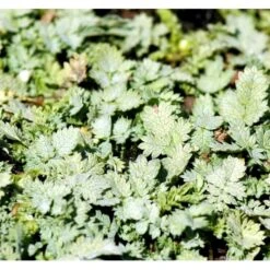 Blågrøn Tornnød Acaena Buchananii 10 Cm. Potte