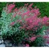 Sporebaldrian 'Coccineus' Centranthus Ruber 'Coccineus' 1 Liter Potte 1 Sporebaldrian 'Coccineus' Centranthus Ruber 'Coccineus' 1 Liter Potte -Planter Salgsbutik mi508 centranthus ruber coccineus 1e36