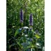 Anis Isop 'Black Adder' Agastache Hybrid 'Black Adder' 1 Liter Potte 1 Anis Isop 'Black Adder' Agastache Hybrid 'Black Adder' 1 Liter Potte -Planter Salgsbutik mi5390 indianermynte black adder 02c8