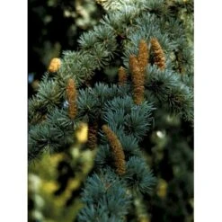Planter Salgsbutik 39 Libanon Ceder 'Glauca' Cedrus Libani 'Glauca' Potte 15 Liter,- 125-150 Cm.